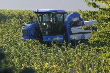 Weinlese