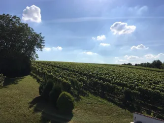 Weinberge