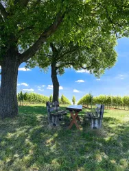 Picknick "Unterm Nussbaum" (© Christoph Bauer)