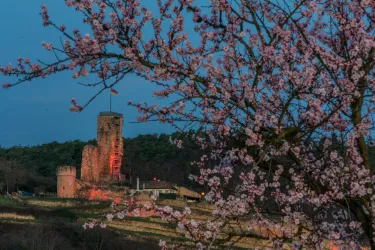 Burg zur Mandelblüte (© TI Wachenheim)