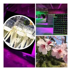 Vino Lumio (© Heike Kuhly)