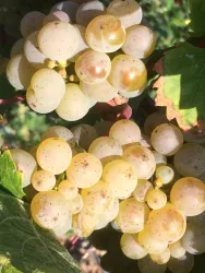 Rieslingtraube (© TI Wachenheim)