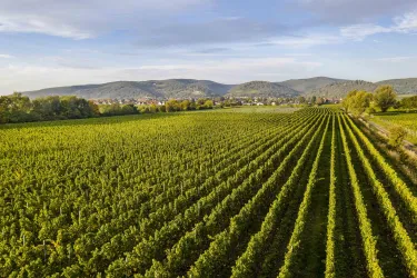 Weinlage Wachenheim (© TI Wachenheim)