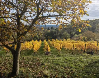 Weinlage Schlossberg
