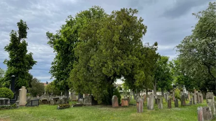 Jüdischer Friedhof (© Bernard)