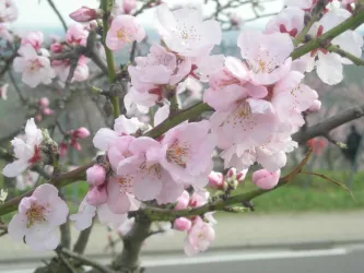 Mandelblüte