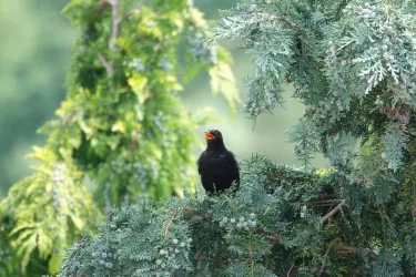Amsel