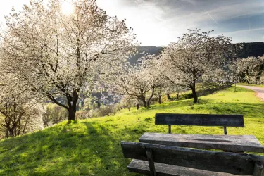 Picknickplatz (© Verein SÜW Annweiler e.V.)