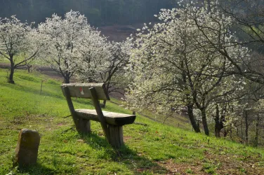Dernbach Streuobstwiesen (© Verein SÜW Annweiler, Axel Brachat)