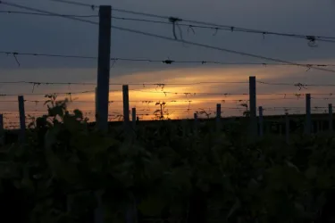 Weinberge am Abend (© Langenwalter Weingut)