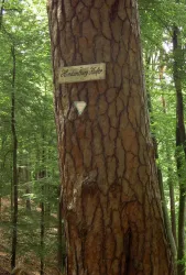 Hindenburgkiefer Schild (© TI Landstuhl)