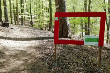 Hindenburgkiefer (© TI Landstuhl)
