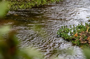 Mäandrierender Eisbach (© Pfalz.Touristik e. V.)