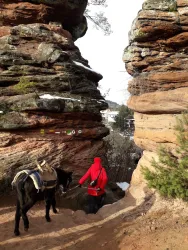 Packeselwanderung I