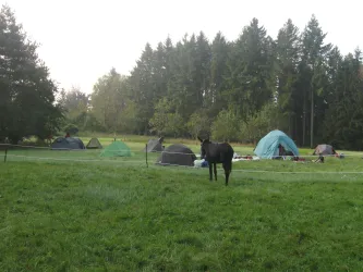 Eseltrekking V