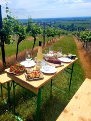 Picknick im Weinberg (© Carolin Wolf)