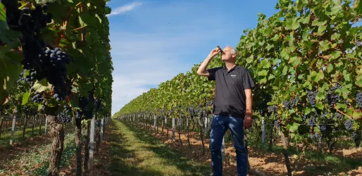 Weinberg (© Weingut Bourdy)