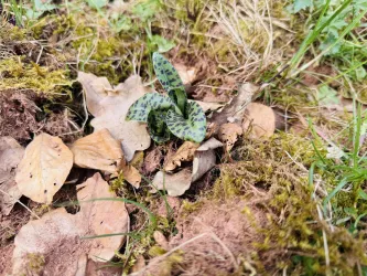 Pflanzenvielfalt Rinderbeweidung Ranschbach (© KKuetenbrink, landauland)