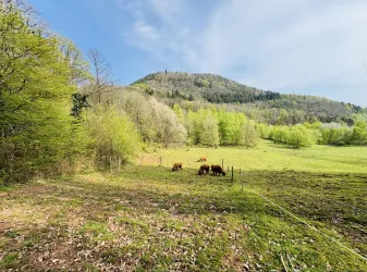Rinderbeweidung Ranschbach (© KKuetenbrink, landauland)