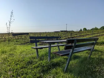 Picknickplatz in den Weinbergen