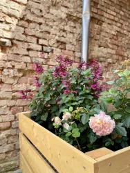 Blumen im Hof