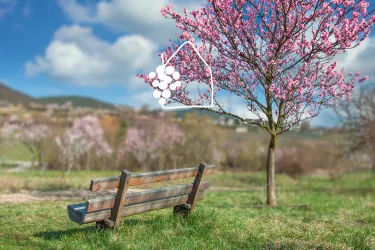 Pfälzer Mandelblüte