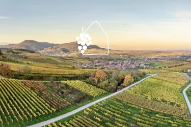Blick über die Weinberge neben Ranschbach