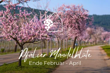 Mandelblüte