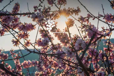 Pfälzer Mandelblüte