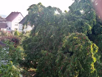 Kirschbaum blühend (© Familie Seibert)
