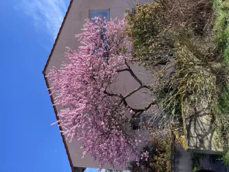 Der Mandelbaum blüht