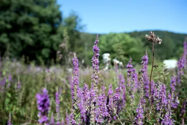 Wiese (© Tourist-Info St. Martin)