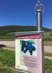 Wein-und Steinlehrpfad Spätburgunder (© Tourist-Info St. Martin)