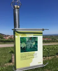 Wein- und Steinlehrpfad (© Tourist-Info St. Martin)