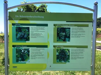 Wein-und Steinlehrpfad Rebsorten (© Tourist-Info St. Martin)