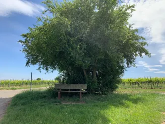 Flurbank in Richtung Gemarkungsgrenze zu Edenkoben (© Tourist-Info St. Martin)