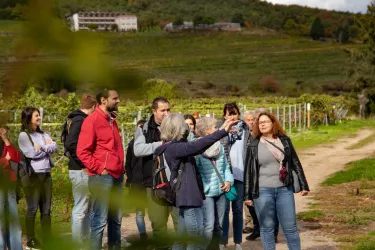 Tour durch Wald und Weinberge (© Tourist-Info St. Martin)