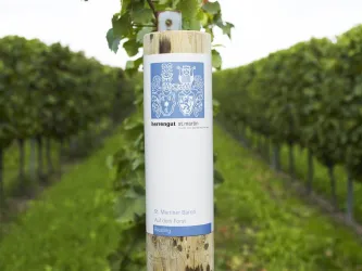 Weingut Herrengut Weinberg (© Weingut Herrengut)
