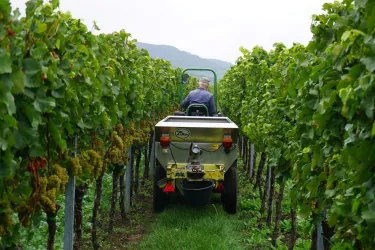 Weinlese2017 (© by LHC)