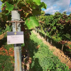 Weinbergschild
