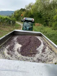 Weinlese