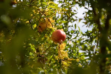 Granatapfel (© Tourist-Info St. Martin)