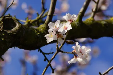 Mandelblüte