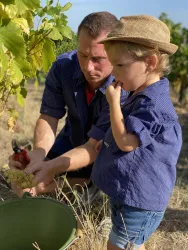 Weingut Schreieck Weinlese (© Wolfgang Schreieck)