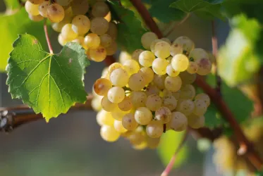 Weinreben (© Kai Rieth)