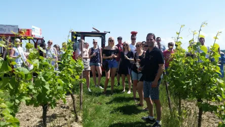 Rollende Weinprobe Anton im Weinberg (© Verein Südliche Weinstrasse Herxheim) Rollende Weinprobe Anton im Weinberg (© Verein Südliche Weinstrasse Herxheim)