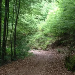 Waldnähe 10 Minuten Fußweg (© Brigitte Messer)