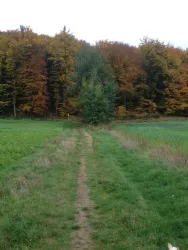 Waldnähe 10 Minuten Fußweg (© Brigitte Messer)