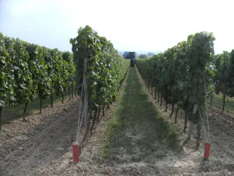 Weingut Wüst
