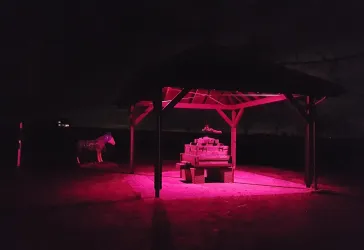 Kelter beim Rosa Leuchten